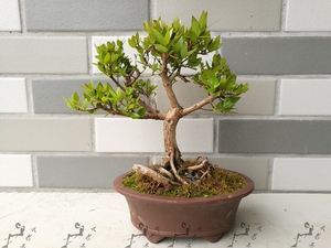 木易斋盆景 肉桂盆景 叶子有香味 小品盆景 盆栽 绿植 实物 01号