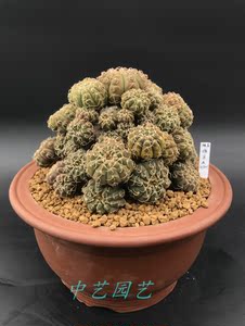 仙人球白刺瑞昌玉