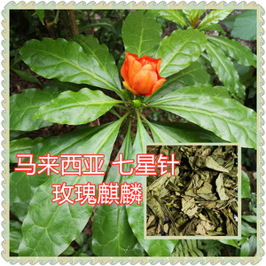 马来西亚七星针玫瑰麒麟 木麒麟有刺大还魂 鲜叶及干叶 降三血高