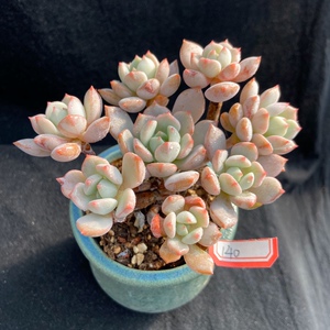 蜜桃格林 老桩 多肉植物 一物一拍 所见即所得