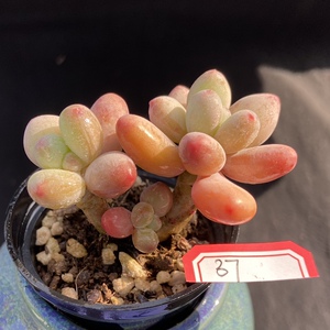 苹果美人 水晶玫瑰 韧爪 拇指盆小可爱 多肉植物一物一拍