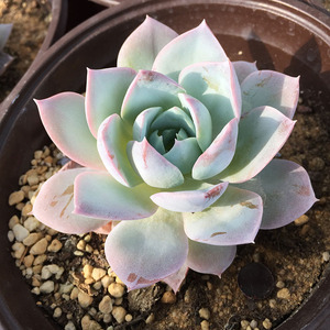 木樨甜心 木犀甜心 木樨景天 多肉植物 一物一拍精品控养大棚直销