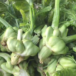 青菜头新鲜重庆