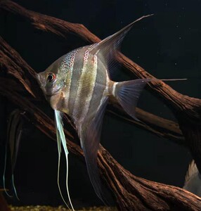 进口埃及神仙鱼委内瑞拉哥伦比亚黑水河圣菲利佩阿塔巴布埃及燕鱼