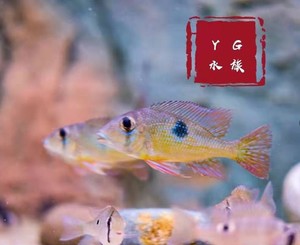 yg水族进口 梦幻蓝唇潘塔宝石 小型南美淡水食土鲷活体观赏热带鱼