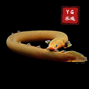 yg水族草绳恐龙鱼 活化石蛇形鱼鳗鱼底层九角龙恐龙鱼热带观赏鱼