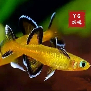9066人付款淘宝燕子鱼神仙鱼群游小鱼熊猫神仙红头墨