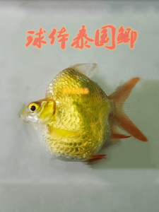 短身泰国鲫鱼 元宝鲫 金元宝 短身柠檬鲫 球体 观赏鱼活体鱼苗