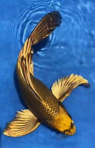 熊猫鲤球型蝴蝶鲤锦鲤鱼元山龙凤古黄金台湾龙蝶鲤纯种观赏鱼苗