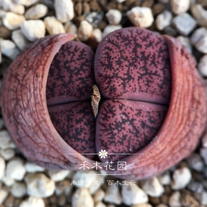 岛田酒红紫勋生石花