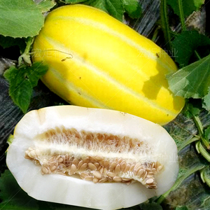 一品黄金蜜 甜瓜种子 黄皮香瓜种籽 甜瓜种孑 香甜早熟 甜瓜种籽