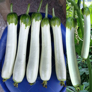 白丝瓜种籽 白玉 白皮 四季 大肉丝瓜种子 高产农家春播 丝瓜种籽