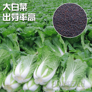 大白菜种子 四季播 耐高温 白菜籽种子 包邮 蔬菜 87-114