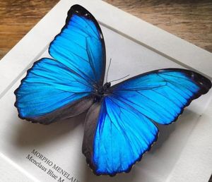 404人付款淘宝欢乐女神 大蓝闪蝶a1 实木框 蝴蝶标本