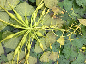 野生新鲜四角菱角 水栗子 新鲜采摘 干菱角蒂 菱角菜 菱角藤 一斤