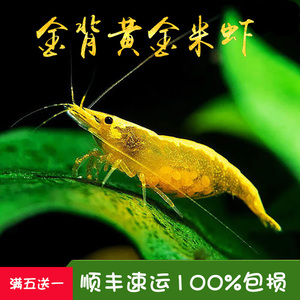 880人付款淘宝观赏宽背黄金米虾水族小型宠物虾活体除藻虾除苔工具虾