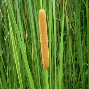 挺水植物香蒲苗 水烛 蒲草 菖蒲 蒲黄棒池塘湿地公园水生植物绿化