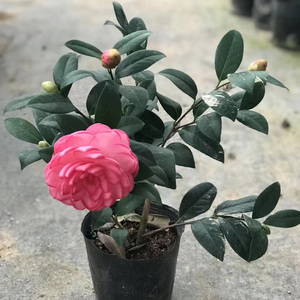 太阳颂茶花稀有名贵品种牡丹大花型阳台盆栽吸甲醛楼顶植物带花苞