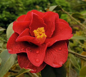 稀有名贵品种黑红色茶花皇家天鹅绒中大苗带花苞龙岩基地种植包邮