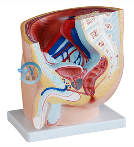 男性盆腔正中矢状解剖模型(1件)人体生殖器教学示教练习训练标本