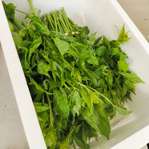 五加风刺五加皮云南德宏特有野菜 五家封新鲜刺五家凉拌清苦空运