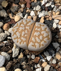 生石花dt黄金线c63b 一年半 一物一拍 王军军园艺