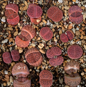 生石花紫柘榴c393a 三年半 一物一拍 王军军园艺