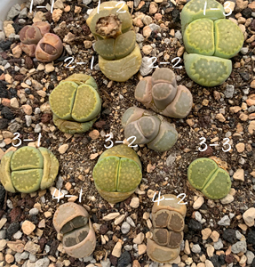 生石花 全窗绿福来 绿饼干 绿眼睛 一物一拍 王军军园艺