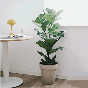 北京 琴叶榕盆栽 北欧ins室内中型落地大叶植物 家居喜阳客厅绿植