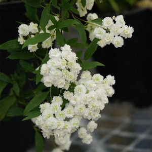 重瓣菱叶绣线菊 小手鞠 耐寒耐热庭院花园春季开花木本花卉盆栽苗