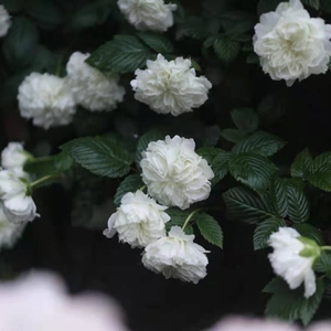 白色 重瓣 荼蘼 庭院阳台好养耐热丰花花灌木藤本攀援花卉盆栽苗