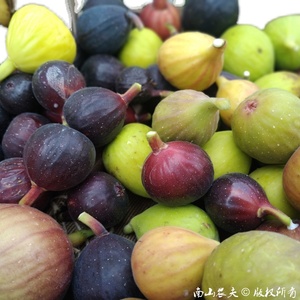 【无花果枝条4】 黑尔 珊瑚 布索黑 佩利等 农人之家 @南山农夫