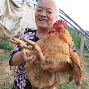 姥院子鸡王 一年半老公鸡东北农家散养土公鸡溜达鸡笨鸡月子土鸡