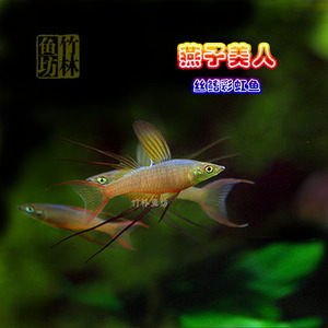 燕子美人 美人鱼 灯科鱼 燕子鱼 热带观赏鱼 草缸混养小型鱼 活体