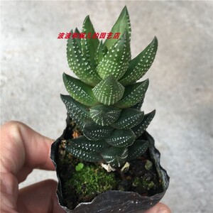 新款多肉植物 九龙塔 硬叶十二卷科室内阳台客厅茶几美观易养盆栽