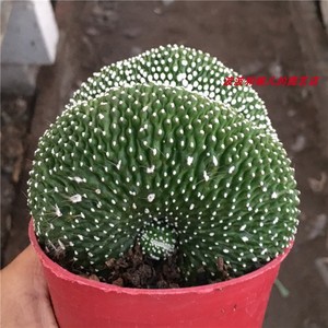 新品多肉植物松露玉缀化仙人球室内客厅阳台稀有会开花绿植盆栽