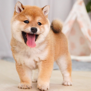 小狗纯种柴犬幼犬活体幼崽日本柴犬狗豆柴秋田犬小型家养宠物狗