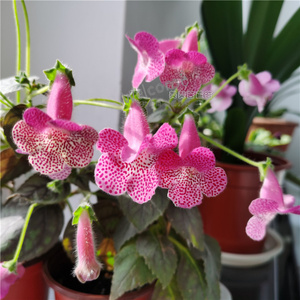 艳斑苦苣苔花猫k. sliver surprise 矮株大花四季开花