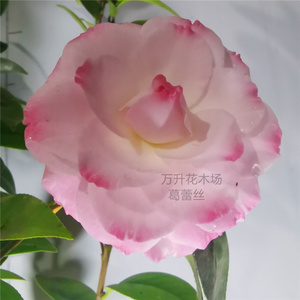 葛蕾丝茶花 别名六角奥伯顿茶花 复色盆栽茶花