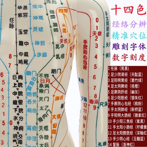 十四条彩色针灸人体穴位模型经络穴位图家用中医大字体刻度刻字款