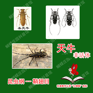 光肩星天牛 桑天牛桑黄星天牛标本 天牛幼虫  生物实验教学用品