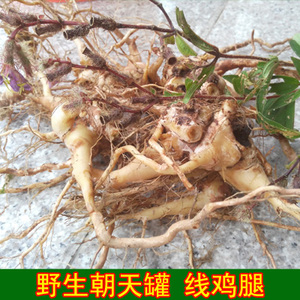 新鲜野生朝天罐高脚红缸罐子草大金钟线鸡腿公石榴青草药中药材