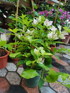 金夫人 大花朵淡粉色三角梅 一物一拍  可支持随机发货