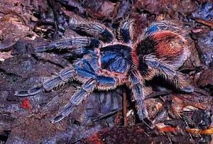 远古爬宠秘鲁金属红尾thrixopelma cyaneolum少见蓝色蜘蛛捕鸟蛛