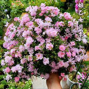 二兔子爸园艺姬乙女月季日本姬月季迷你月季阳台窗台微型盆栽含盆