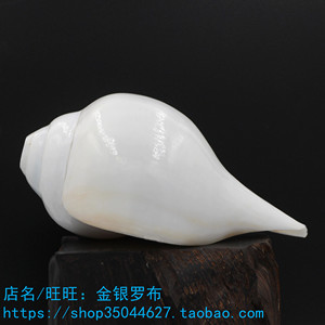 藏传佛教法螺,印度洋海螺,白海螺 左旋海螺 法器 供器 吉祥圣物