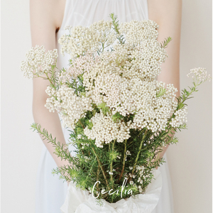 cecilia 小米花鲜切花 天然干花小清新花束居家装饰 云南基地直发