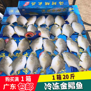 野生金鲳鱼 鲳鱼 白鲳鱼 金鲳鱼 海鲜水产鱼 1箱20斤300-500克