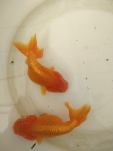 虎头红金鱼-淘宝拼多多热销虎头红金鱼货源拿货 - 阿里巴巴货源