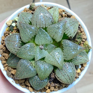 多肉植物紫太阳寿十二卷室内精品花卉小盆栽一物一拍